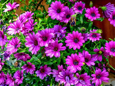 Osteospermum Wildflower Purple Flower Year Plant 4k Ultra