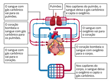 A Circulação Pulmonar Compreende As Seguintes Estruturas Do Coração