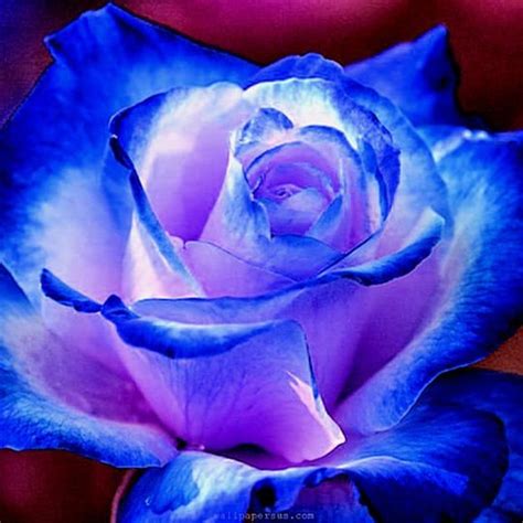 30 Rare Seed Blues Blue Rose Seeds Flower 1072 Buy 4 Get 1 Etsy