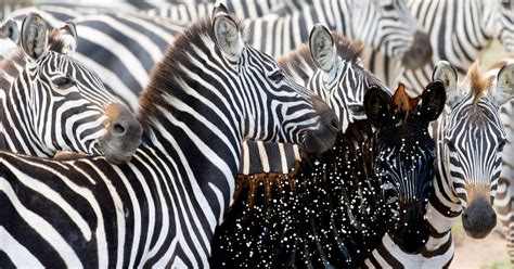 Rare Baby Zebra Born With Spots Instead Of Stripes