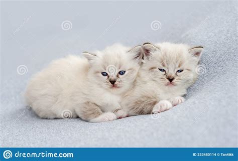 Ragdoll Kittens Photos Newborn Style Stock Photo Image Of Indoor