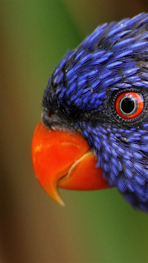 Colorful Animal Wallpaper Download Colorful Animals Wallpaper