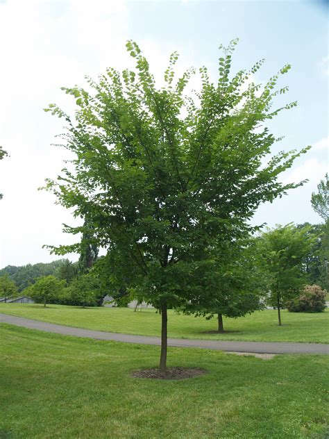Ulmus Americana Valley Forge Valley Forge American Elm