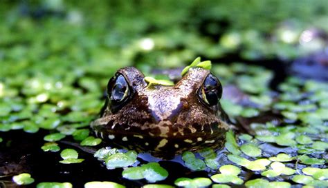 Make a pond for wildlife want to attract amphibians to your backyard? Can Frogs & Exotic Fish Share Your Backyard Pond? - Hobby ...