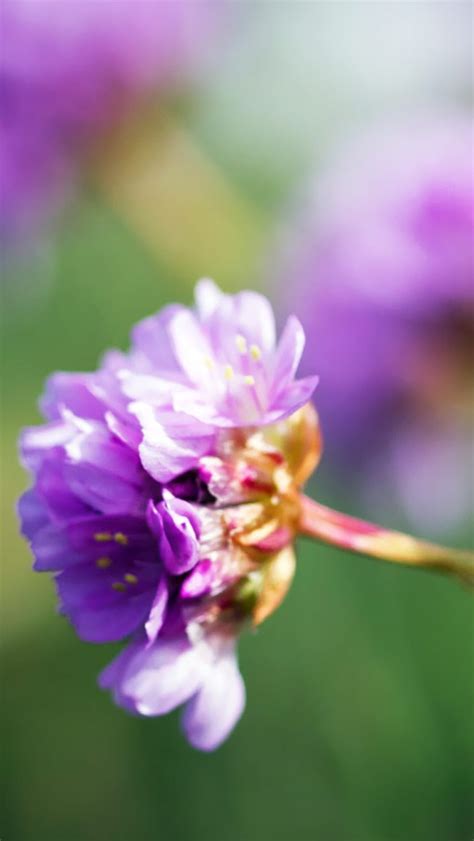 Purple Wildflower Iphone Wallpapers Free Download