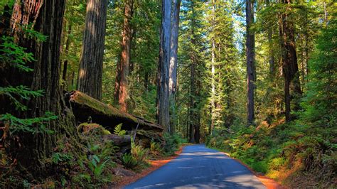 Road Through Redwood Forest 8k Desktop Background
