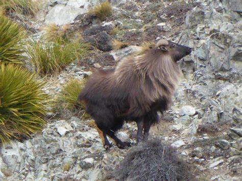 The herpetofauna animal group includes reptiles and frogs. How to Judge a Trophy Bull Tahr · New Zealand Safaris