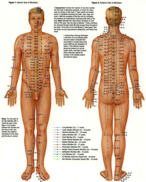 Pressure points on the body | Acupuncture points, Acupuncture points 