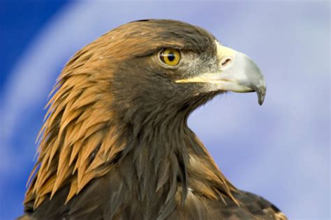 Golden Eagle Kopf Profil Nahaufnahme Stockfoto Und Mehr Bilder Von Aas