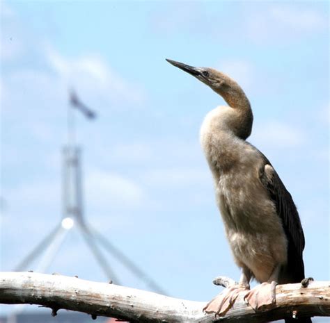 Australasian Darter Canberra Birds
