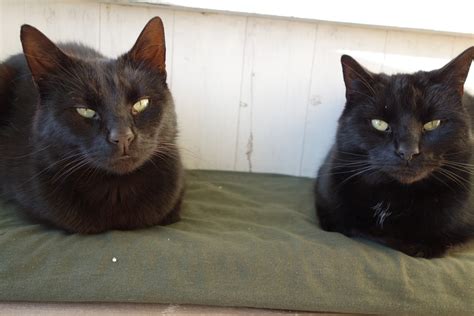 Two Black Cats