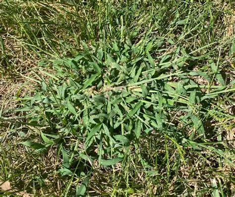 11 Types Of Invasive Grass In Lawn How To Remove Guide