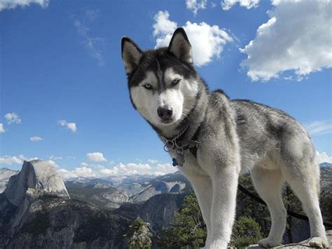 Raça De Cachorro Husky Siberiano Temperamento E Características