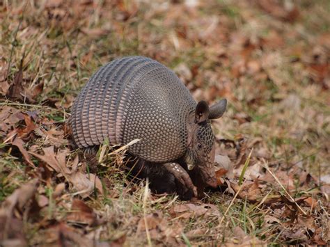 Our pinellas county pest inspections will help identify problems with ants, bees, hornets, wasps, cockroaches, flies and termites. Venice, FL Armadillo Trapping Service | Wildlife Trapper