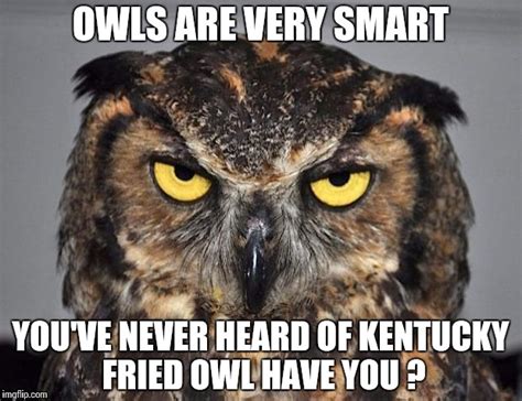 Angry Owl Memes Imgflip