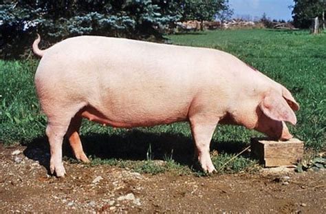 Keeping South African Landrace Pigs — Sa Smallholder