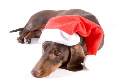 Christmas Dachshund Yawning Stock Photo Image Of Yawn T 7098560