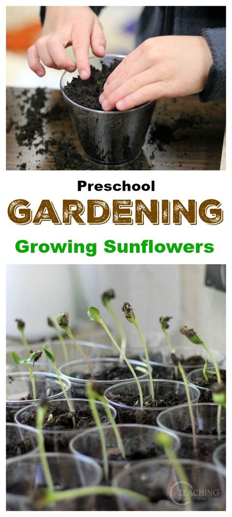 Growing Sunflowers With Kids Preschool Garden Growing Sunflowers