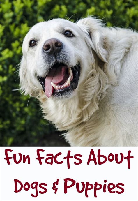 Fun Facts About Dogs And Puppies Dog Facts Fun Facts About Dogs Dogs