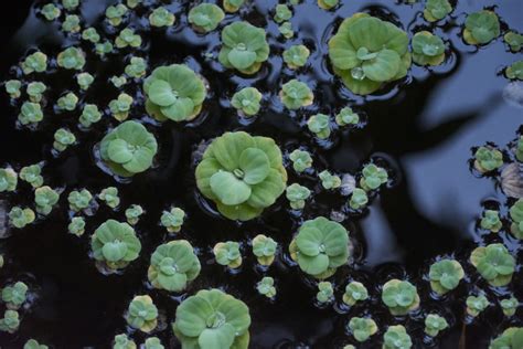 Some of the best floating water plants on water plants are plants that live in aquatic environments, either fully submerged or partially submerged in water. Top Floating Aquarium Plants | PetHelpful