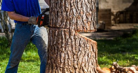 How much should i pay for tree removal? How Much Does Tree Removal Cost? | Gatesdivest.org