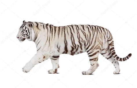 Tigre blanco 1 el hijol tigre blanco ebook carlos ~ descargar libro tigre blanco 1 el hijo del tigre blanco ebookl autor carlos salem isbn 9788468312590 en pdf o epubpleto al mejor precio mxico leer online gratis opiniones yentarios casal libro mxico. Libros Tigre Blanco Gratis / ¡una escuela llena de tigres ...