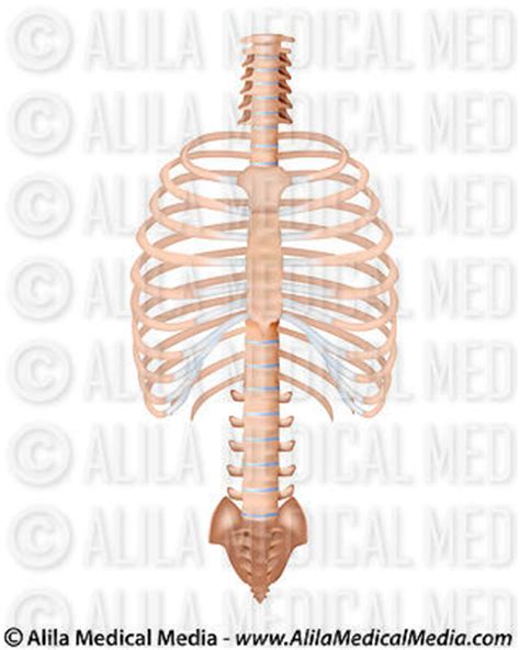 Rib cage in thin, lean patients or in patients having a barrel chest. Alila Medical Media | Bones, Joints and Muscles Images