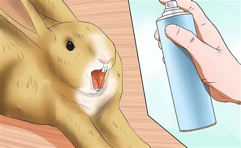 Can You Spray Rabbits With Water Clever Pet Owners