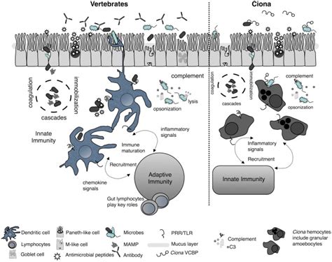 Simplified Schematic Of Mucosal Immunity Emphasizing Barrier Defense