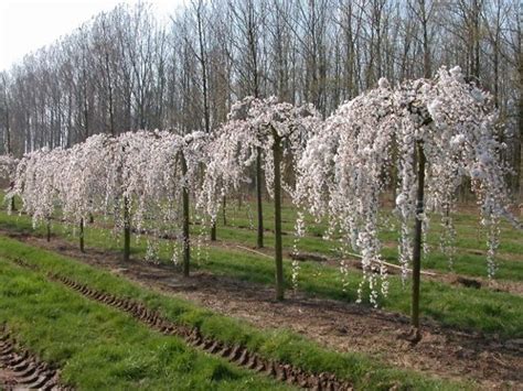 Will it make it to the next week's finals? Yoshino Weeping Cherry Tree | Weeping cherry tree ...