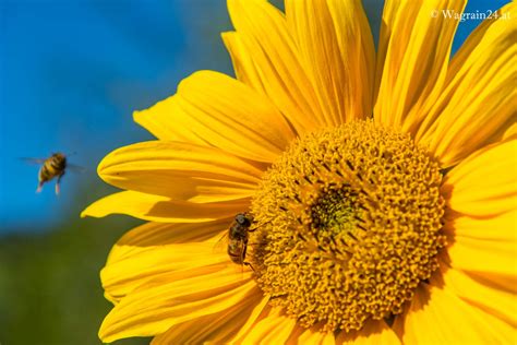 Erschaffen sie ein schlaraffenland für bienen, hummeln und schmetterlinge! Sonnenblume mit Bienen - Garten im Unterwimmhof ...