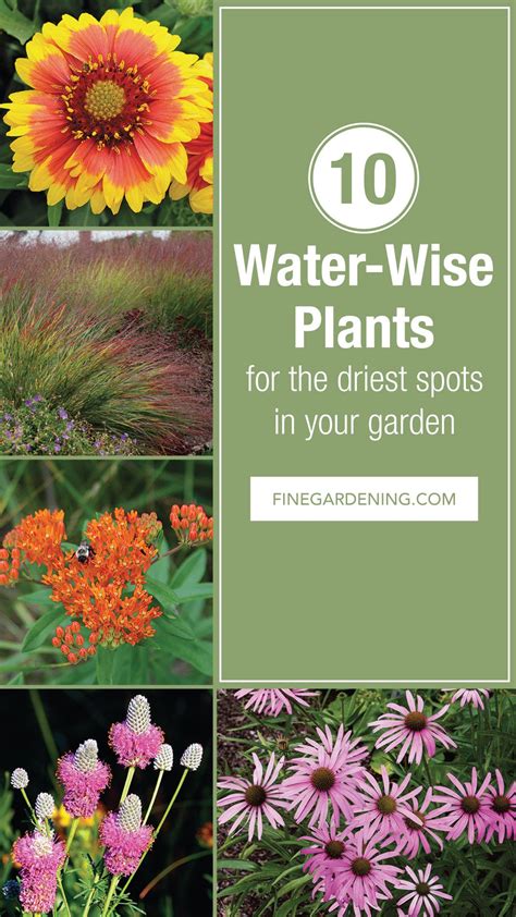 10 Water Wise Plants Finegardening In 2020 Water Wise Plants