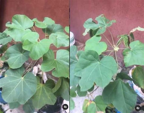 How To Plant Goron Tula — So Healthy
