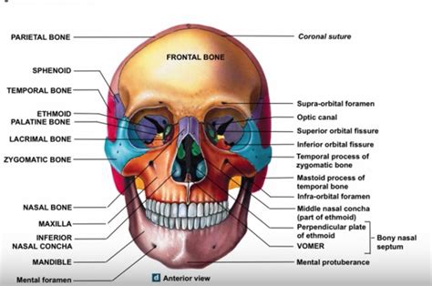 Bones Of The Face