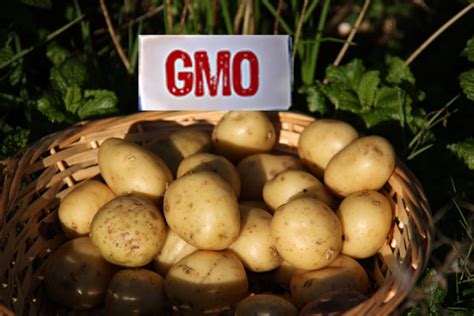 Food Safety Experts Slam Usda Gm Potato Approval Sustainable Pulse