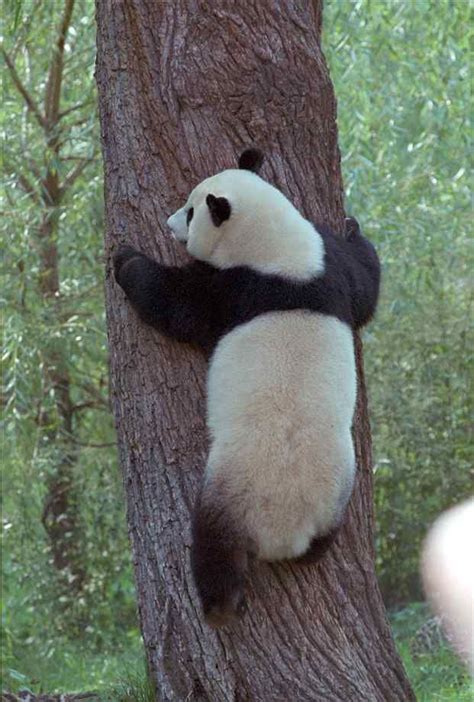 Panda Climbing A Tree Pandaberen Panda Pandas