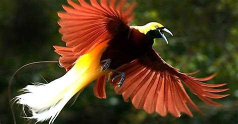 Menariknya, sebanyak 30 spesies ditemukan di indonesia dan 28 spesies burung cendrawasih berasal dari irian jaya atau papua. Benarkah Burung Cenderawasih Langsung Tidak Jejak Tanah ...