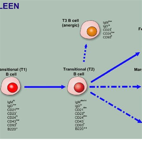 Stepwise Differentiation Diagram Of Hscs To Immature B Cells In The