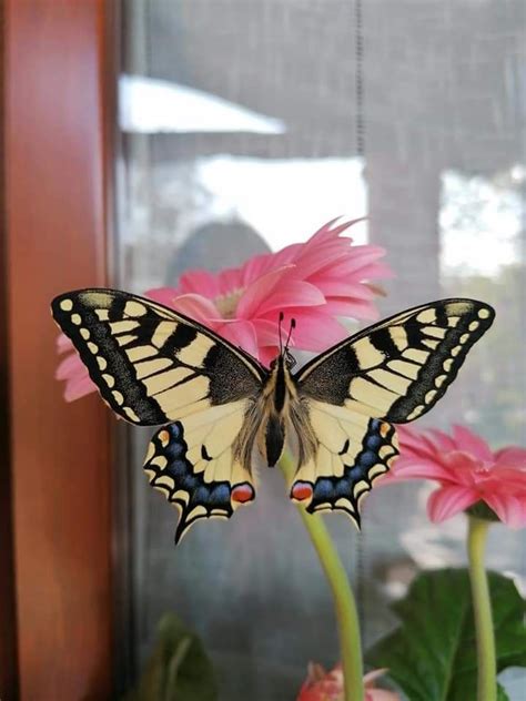 Pin By Antonella Valeri On Farfalla Papilio Machaon E Podalirio