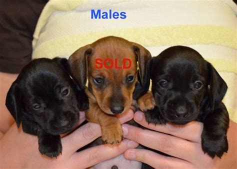 Beautiful Solid Black Dachshund Puppies Born On 100613 For Sale In