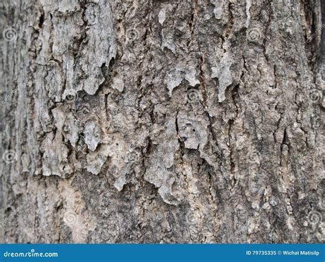 Tree Bark Texture Of African Tulip Tree Stock Image Image Of Pattern