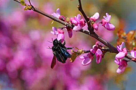 16 Facts About Carpenter Bees You Need To Know Whatbugisthat