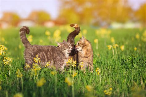 Two Tabby Cats Walk In A Summer Flowery Meadow Playing And Biting Each