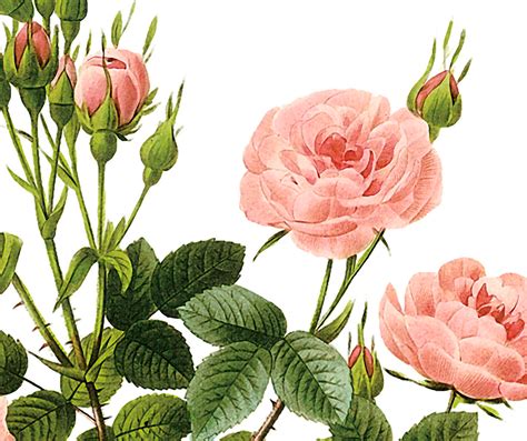 victorian rose clip art library