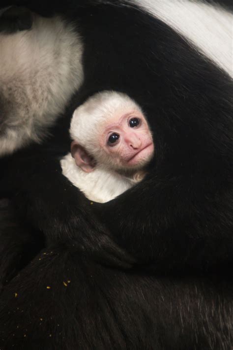 Baby Colobus Monkey Born At The Saint Louis Zoo Clayton Times