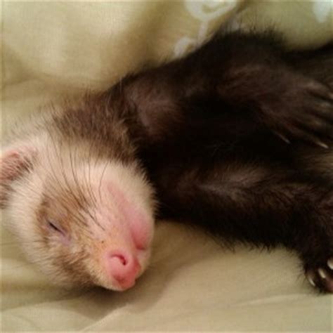 Also if are looking for something more low maintence guinea. Do Ferrets Make Good Pets? Things You Should Know First