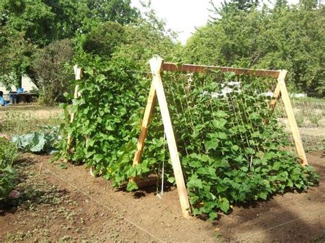 They love to grow up high in the sky, so make sure that you get really long bamboo stakes for a pole bean trellis. Trellising pole beans | Trellis ideas | Pinterest | Beans