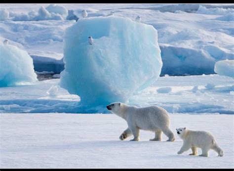See Polar Bears In Real Life 速写