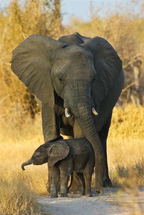 Mother And Baby Elephant Elephant Pictures Elephant Love Elephant