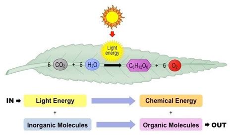 Photosynthesis Overview Energy Sources Chemical Energy Energy